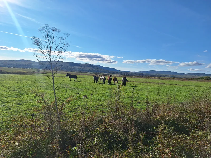 Outback teren
